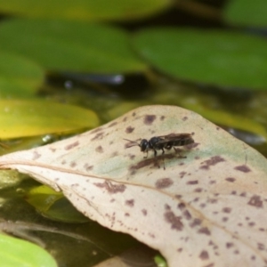 Crabroninae (subfamily) at Cook, ACT - 3 Jan 2019 12:11 PM