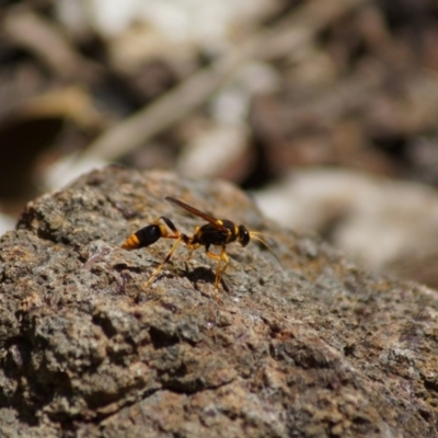 Sceliphron laetum (Common mud dauber wasp) at Cook, ACT - 3 Jan 2019 by Tammy