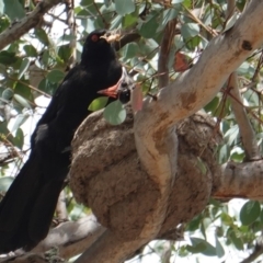 Corcorax melanorhamphos (White-winged Chough) at Red Hill Nature Reserve - 6 Jan 2019 by JackyF