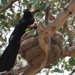 Corcorax melanorhamphos at Deakin, ACT - 6 Jan 2019