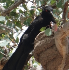 Corcorax melanorhamphos at Deakin, ACT - 6 Jan 2019