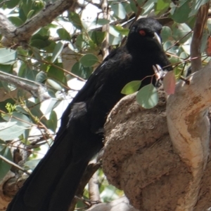 Corcorax melanorhamphos at Deakin, ACT - 6 Jan 2019