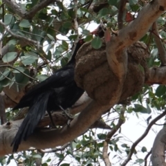 Corcorax melanorhamphos at Deakin, ACT - 6 Jan 2019