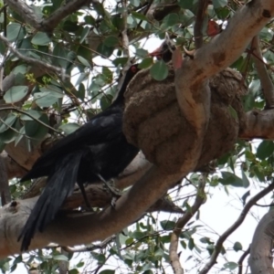 Corcorax melanorhamphos at Deakin, ACT - 6 Jan 2019