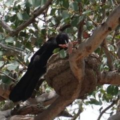 Corcorax melanorhamphos at Deakin, ACT - 6 Jan 2019