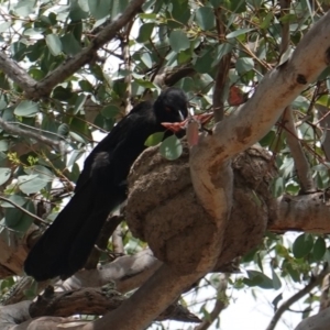 Corcorax melanorhamphos at Deakin, ACT - 6 Jan 2019