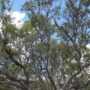 Corcorax melanorhamphos at Deakin, ACT - 6 Jan 2019