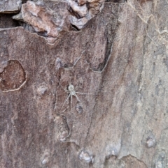 Tamopsis sp. (genus) (Two-tailed spider) at Yarralumla, ACT - 6 Jan 2019 by Speedsta