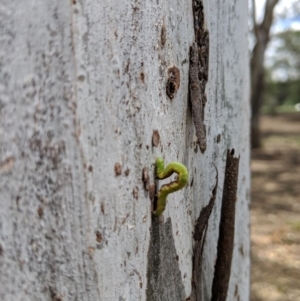 Erebidae (family) at Yarralumla, ACT - 6 Jan 2019