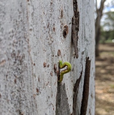 Erebidae (family) (Unidentified immature Erebid moth) at Lake Burley Griffin West - 6 Jan 2019 by Speedsta