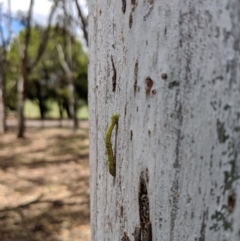 Erebidae (family) at Yarralumla, ACT - 6 Jan 2019 12:09 PM