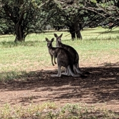 Macropus giganteus (Eastern Grey Kangaroo) at Lake Burley Griffin West - 6 Jan 2019 by Speedsta