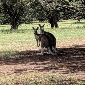 Macropus giganteus at Yarralumla, ACT - 6 Jan 2019