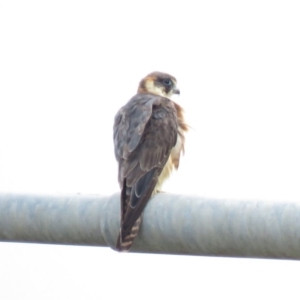 Falco longipennis at Hume, ACT - 6 Jan 2019 10:42 AM