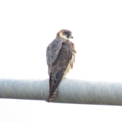 Falco longipennis (Australian Hobby) at Hume, ACT - 5 Jan 2019 by KumikoCallaway