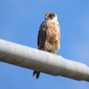 Falco longipennis at Hume, ACT - 6 Jan 2019 10:42 AM