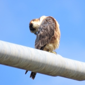 Falco longipennis at Hume, ACT - 6 Jan 2019 10:42 AM