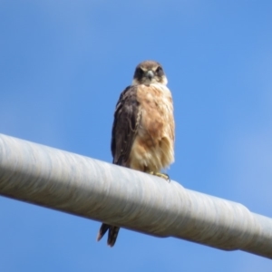 Falco longipennis at Hume, ACT - 6 Jan 2019 10:42 AM