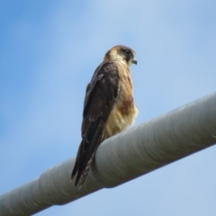 Falco longipennis at Hume, ACT - 6 Jan 2019 10:42 AM