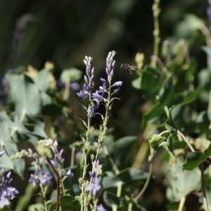 Megachile sp. (several subgenera) at Cook, ACT - 1 Jan 2019 10:06 AM