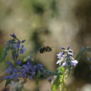 Amegilla sp. (genus) at Cook, ACT - 1 Jan 2019