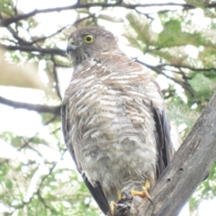 Accipiter cirrocephalus (Collared Sparrowhawk) at Mount Ainslie to Black Mountain - 5 Jan 2019 by KumikoCallaway