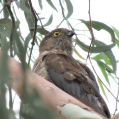 Accipiter cirrocephalus at Campbell, ACT - 6 Jan 2019