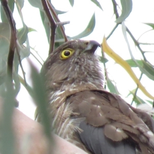 Accipiter cirrocephalus at Campbell, ACT - 6 Jan 2019