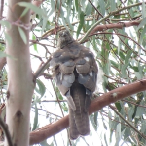 Accipiter cirrocephalus at Campbell, ACT - 6 Jan 2019