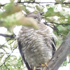 Accipiter cirrocephalus at Campbell, ACT - 6 Jan 2019