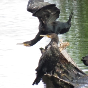 Phalacrocorax carbo at Fyshwick, ACT - 6 Jan 2019 08:10 AM