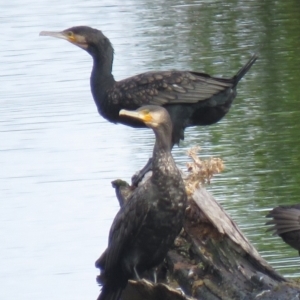 Phalacrocorax carbo at Fyshwick, ACT - 6 Jan 2019