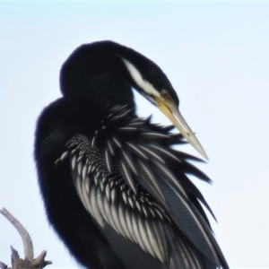 Anhinga novaehollandiae at Campbell, ACT - 6 Jan 2019