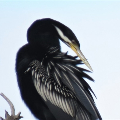 Anhinga novaehollandiae (Australasian Darter) at Campbell, ACT - 6 Jan 2019 by KumikoCallaway