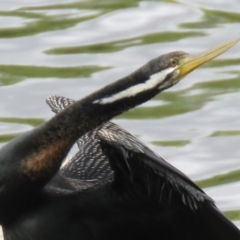 Anhinga novaehollandiae at Campbell, ACT - 6 Jan 2019 09:08 AM