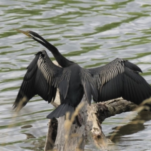 Anhinga novaehollandiae at Campbell, ACT - 6 Jan 2019