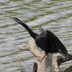 Anhinga novaehollandiae at Campbell, ACT - 6 Jan 2019