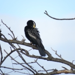 Anhinga novaehollandiae at Campbell, ACT - 6 Jan 2019 09:08 AM