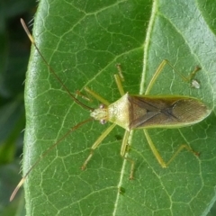 Amblypelta nitida (Fruit-spotting bug) at Kambah, ACT - 5 Jan 2019 by HarveyPerkins
