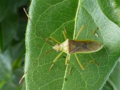 Amblypelta nitida (Fruit-spotting bug) at Kambah, ACT - 5 Jan 2019 by HarveyPerkins