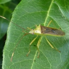 Amblypelta nitida at Kambah, ACT - 6 Jan 2019 10:19 AM