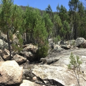 Varanus rosenbergi at Tharwa, ACT - suppressed