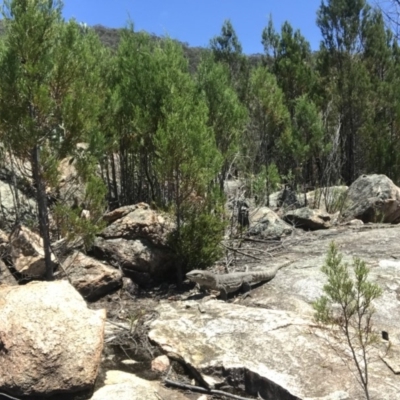 Varanus rosenbergi (Heath or Rosenberg's Monitor) at Namadgi National Park - 6 Jan 2019 by MickReid