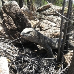 Varanus rosenbergi at Tharwa, ACT - suppressed