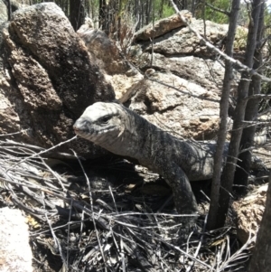 Varanus rosenbergi at Tharwa, ACT - 6 Jan 2019