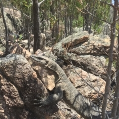 Varanus rosenbergi at Tharwa, ACT - 6 Jan 2019