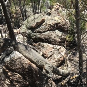 Varanus rosenbergi at Tharwa, ACT - 6 Jan 2019