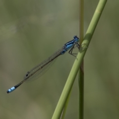 Ischnura heterosticta (Common Bluetail Damselfly) at Bonython, ACT - 6 Jan 2019 by WarrenRowland