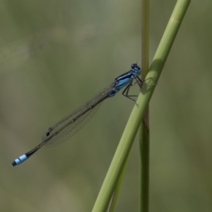 Ischnura heterosticta at Bonython, ACT - 6 Jan 2019