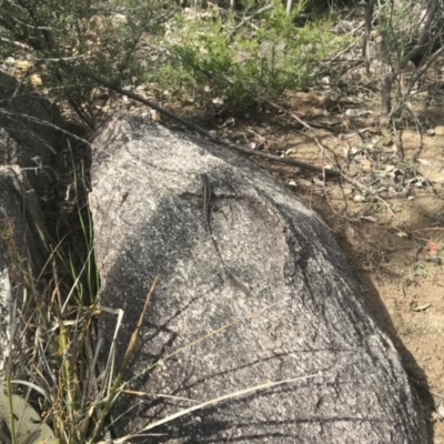 Diporiphora nobbi (Nobbi Dragon) at Namadgi National Park - 5 Jan 2019 by MickReid